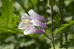 5du07115 - Aquilegia vulgaris