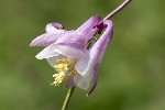 5du07127 - Aquilegia vulgaris
