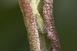 5du07147 - Macropsis infuscata