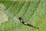 5du07247 - Furcula sp.