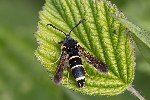 5du07273 - Paranthrene tabaniformis