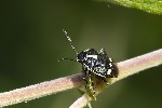 5du07325 - Eurydema oleracea