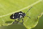 5du07360 - Eurydema oleracea