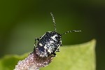 5du07377 - Eurydema oleracea