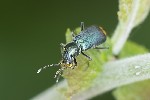 5du07407 - Malachius bipustulatus