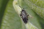 5du07706 - Mesopsallus ambiguus