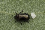 5du07723 - Phratora sp.