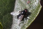 5du07888 - Hydrotaea sp.