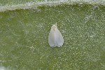 2025-05-22 - 5du08033 - Cimetière de Montmartre (75018)