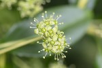 5du08074 - Euonymus japonicus