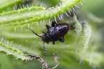 5du08113 - Polymerus nigrita
