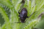 5du08134 - Polymerus nigrita