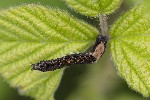 5du08199 - Thyatira batis