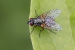 5du08222 - Helina impuncta