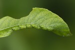 2025-05-26 - 5du08277 - Saint-Leu-la-Forêt (95320) 2025-05-26 - 5du08277 - Saint-Leu-la-Forêt (95320)