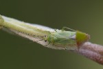 5du08286 - Orthotylus interpositus