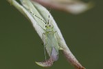 5du08294 - Orthotylus interpositus