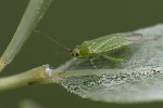 5du08318 - Orthotylus interpositus