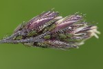 5du08343 - Sitobion avenae