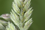 5du08357 - Schizaphis graminum