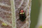 5du08402 - Crepidodera aurata