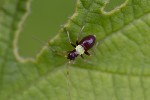 5du08459 - Closterotomus ventralis
