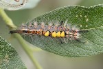 5du08822 - Orgyia antiqua