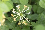 5du08886 - Lonicera periclymenum