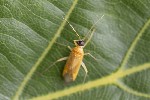 5du08909 - Phylus melanocephalus