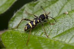 5du08988 - Clytus arietis