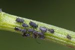 5du09030 - Aphis fabae