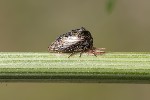 5du09041 - Centrotus cornutus