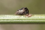 5du09050 - Centrotus cornutus