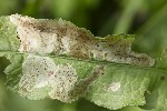 5du09058 - Pegomya sp.