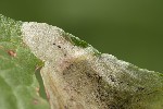 5du09065 - Pegomya sp.