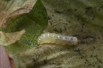 5du09075 - Pegomya sp.