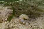 5du09090 - Pegomya sp.