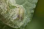 5du09095 - Pegomya sp.