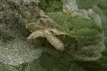 5du09100 - Pegomya sp.