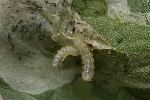 5du09105 - Pegomya sp.