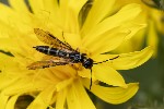 5du09130 - Cephus sp.
