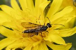 5du09134 - Cephus sp.