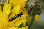 5du09148 - Cephus sp.
