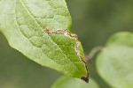 5du09156 - Phytomyza sp.