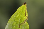 5du09161 - Phytomyza sp.