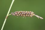 5du09176 - Carex flacca