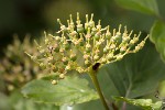 5du09184 - Cornus sanguinea