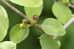 5du09189 - Lonicera xylosteum