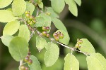 5du09198 - Lonicera xylosteum
