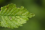 5du09227 - Aceria ulmi